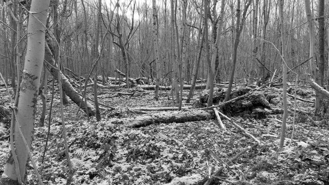 Spuren des Orkans Lothar 1999